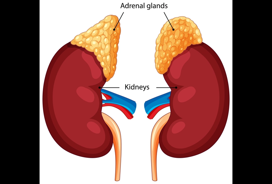 Adrenal Gland Hormones: Functions, Types, and Their Impact on Health