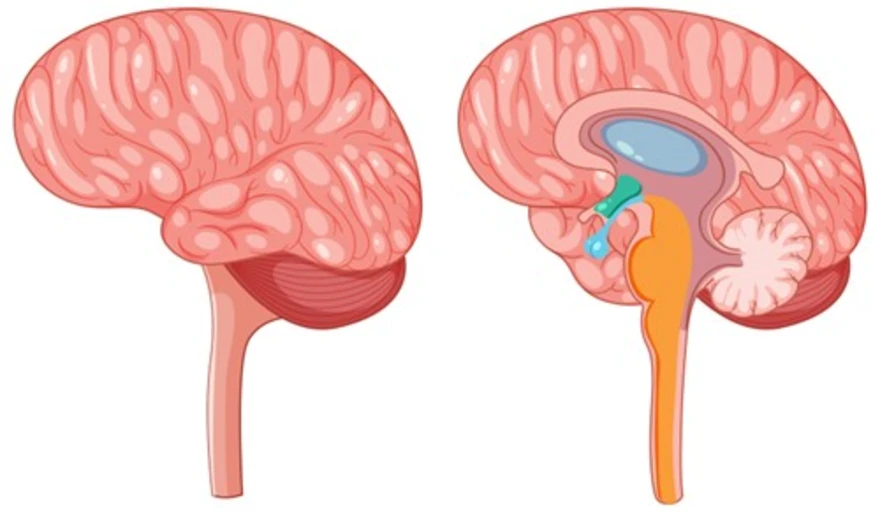Amygdala: Medical Information & Health Facts