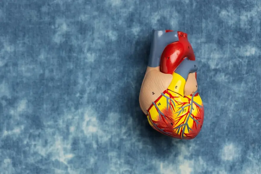 Aortic Aneurysm: Causes, Symptoms, and Risk Factors