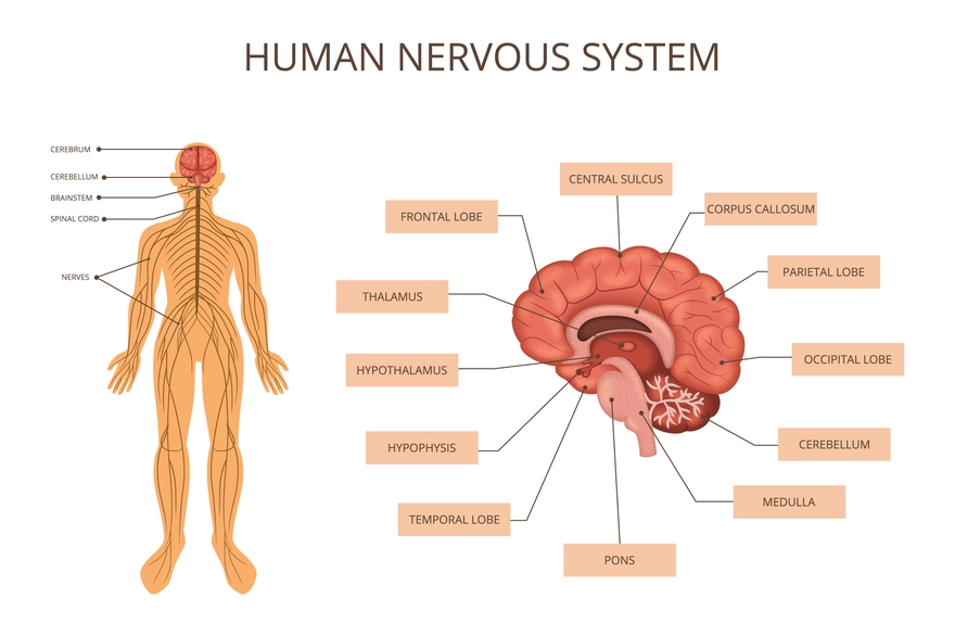 Autonomic Nervous System: What It Is & How It Works