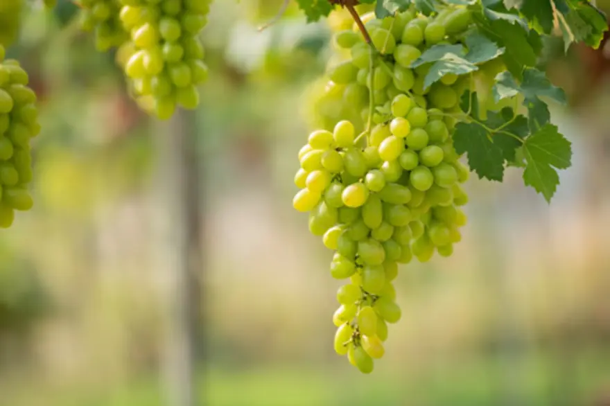 10 Amazing Health Benefits of Grapes You Need to Know