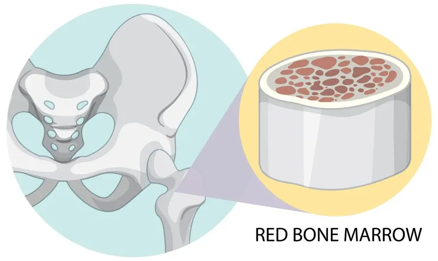 What is Bone Marrow Biopsy: Procedure and Results
