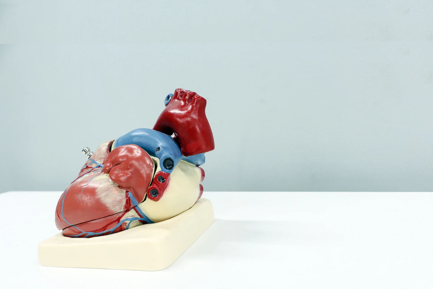 Blood Circulation in the Heart: Process and Steps
