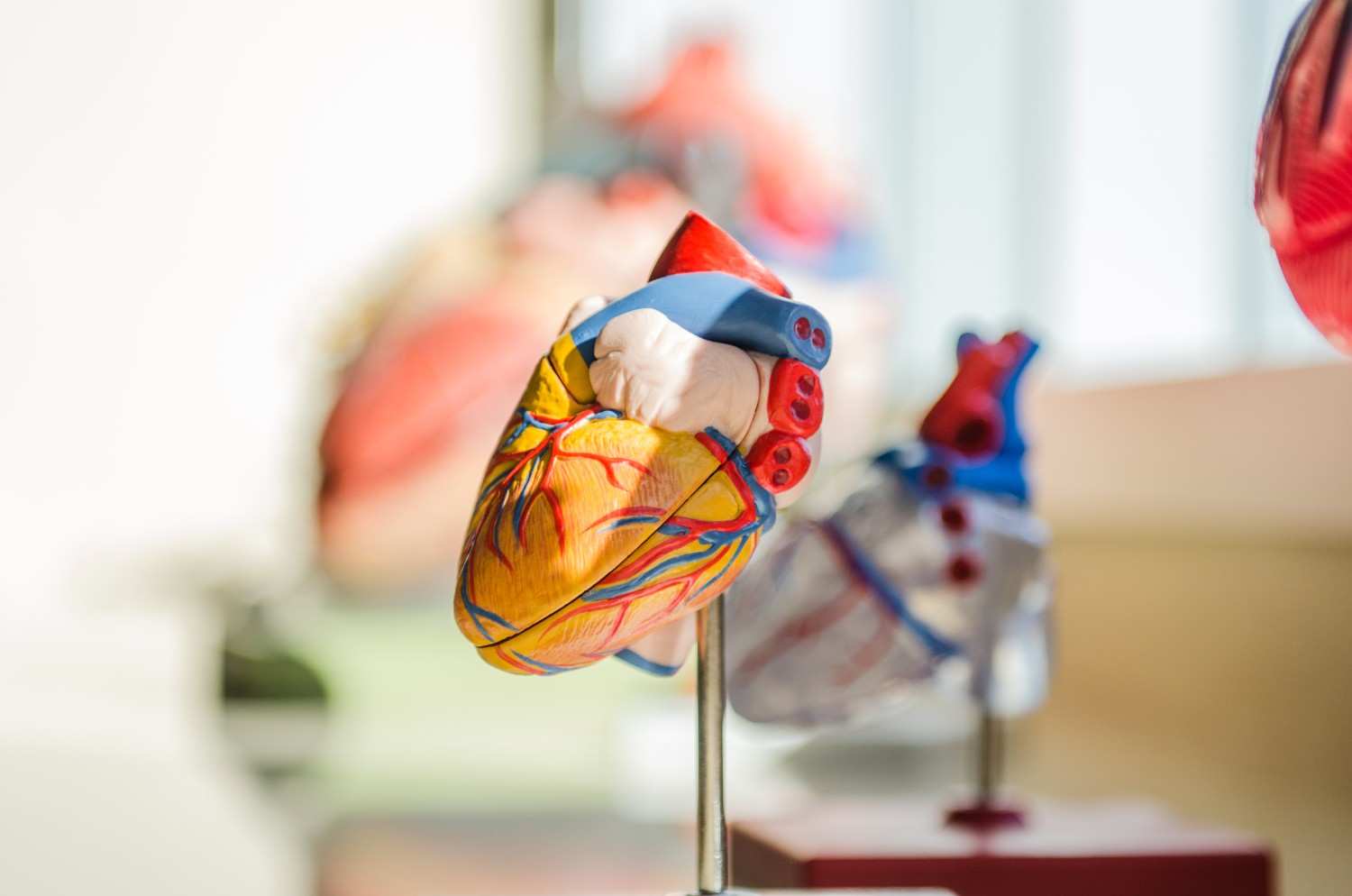 Blood Pressure and Heart Health: Diseases & The Connection You Should Know
