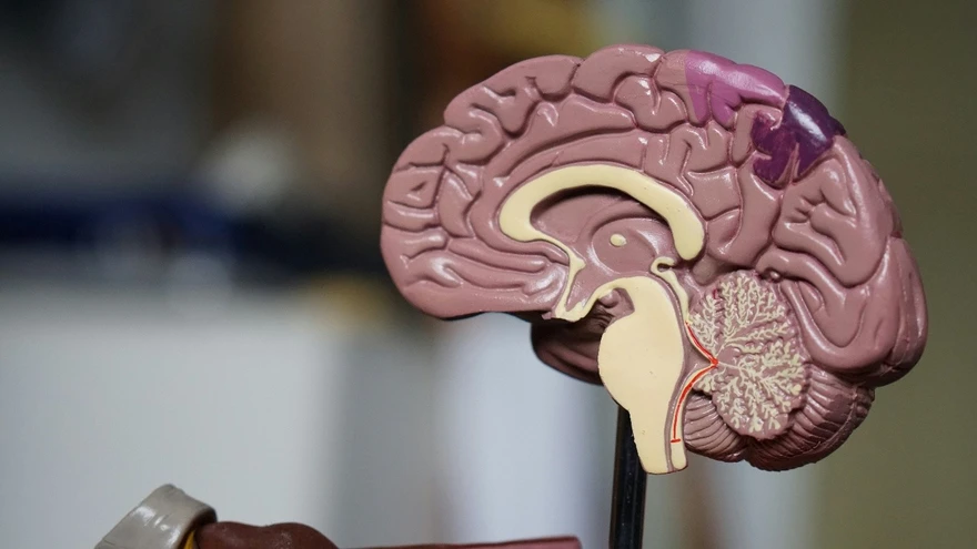 Brain Function Explained: Roles, Regions, and How It Works