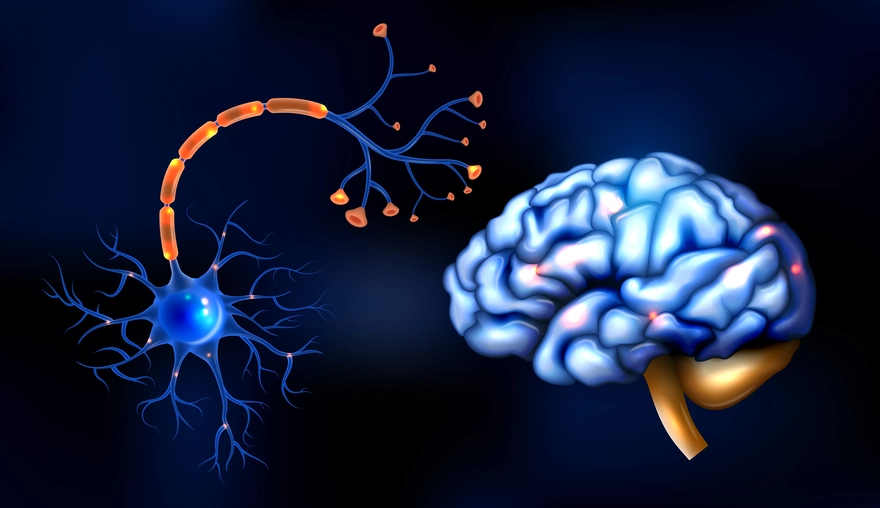 Brainstem: Functions, Parts, and Common Conditions
