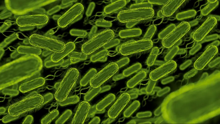 Brucellosis: Symptoms, Causes & Treatment