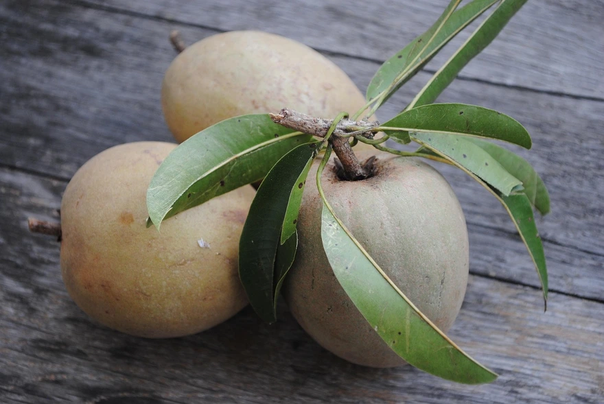 Chiku (Sapodilla): Health Benefits, Nutrition & Best Time To Eat