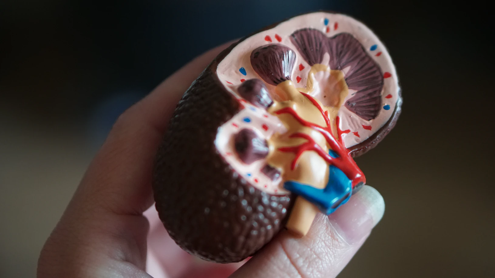 Understanding Chronic Kidney Disease (CKD): Symptoms, Stages and Treatment Options