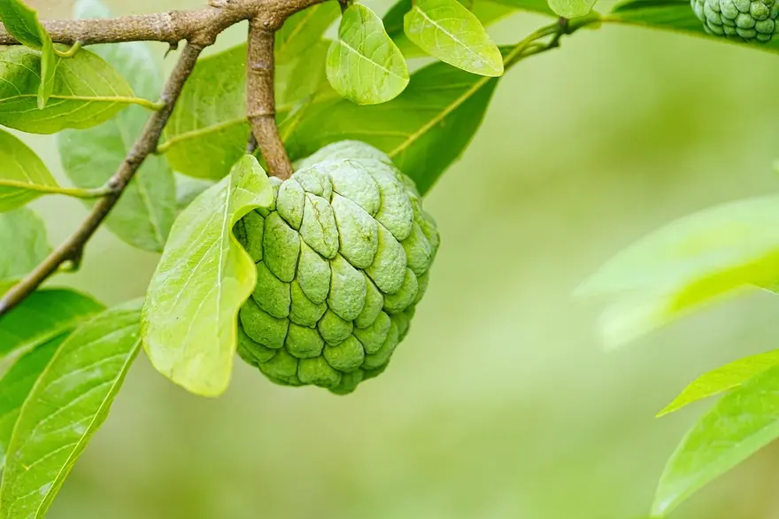 Benefits of Custard Apple: Nutrition, Side Effects, and Uses