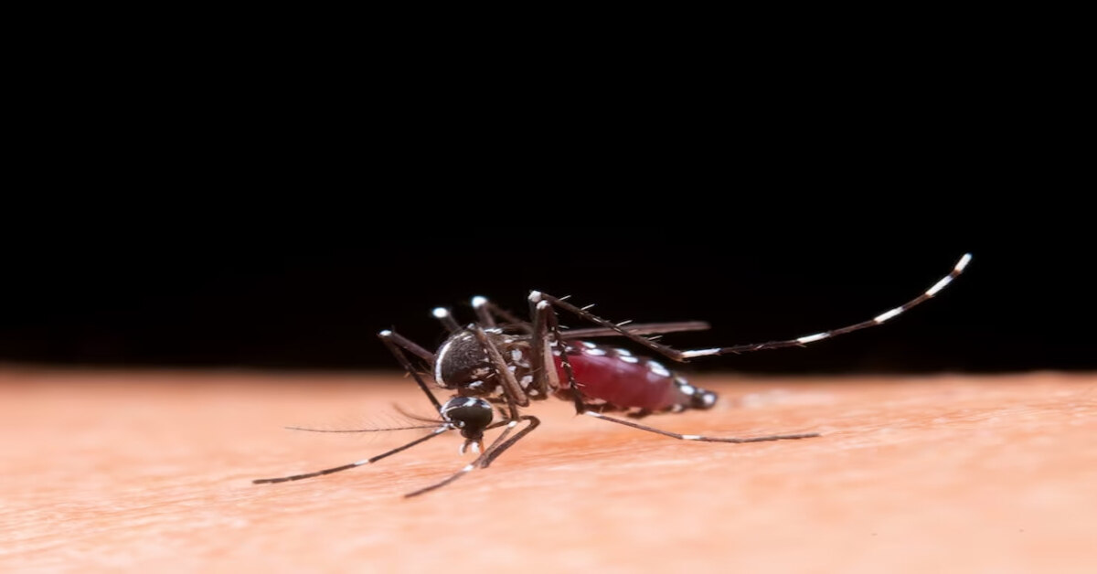 Laboratory Diagnosis of Dengue: The Role of Medical Testing
