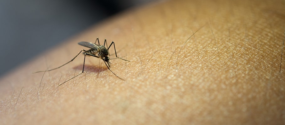Dengue Fever: Symptoms, Causes, Risk Factors and More