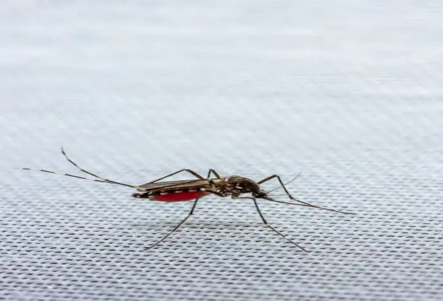 Dengue Mosquito: How to Identify & Prevent Bites (Daytime Danger)