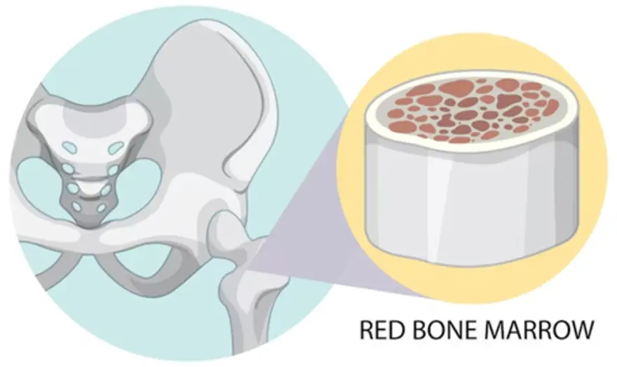 Bone Marrow: Functions, Disorders, and Treatments