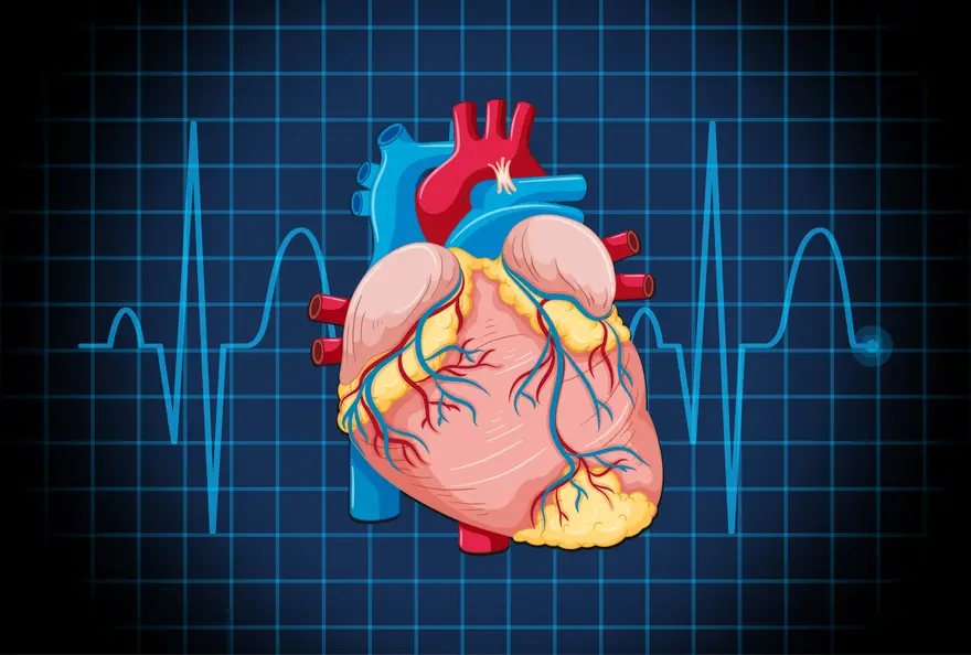Enlarged Heart (Cardiomegaly): What You Need to Know