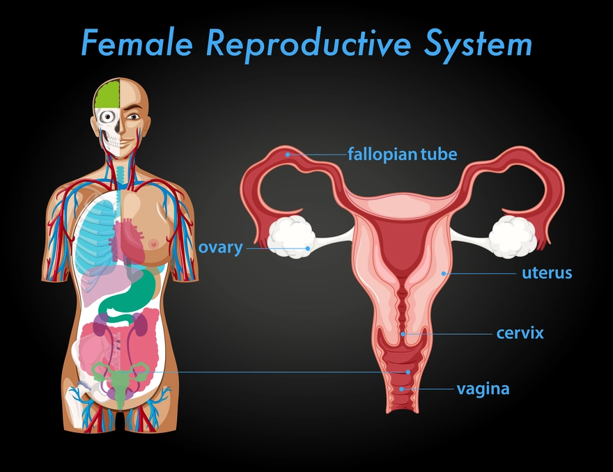 Female Reproductive System Explained: Anatomy, Hormones & Common Disorders