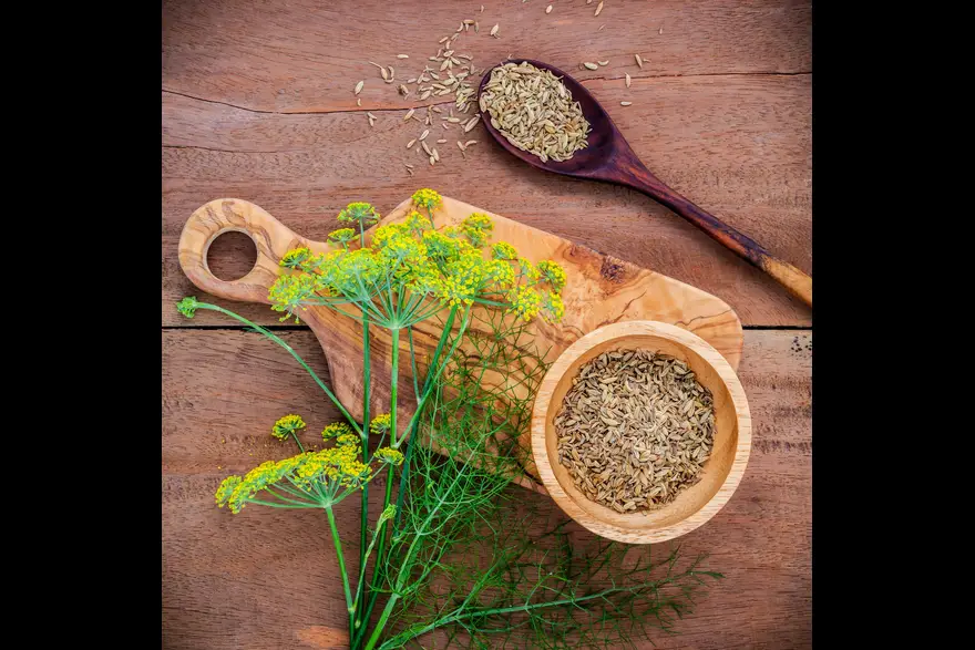 Top 10 Fennel Seeds (Saunf) Benefits: Digestive, Heart, Immunity & More