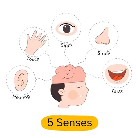 Five Sense Organs: How They Work Together