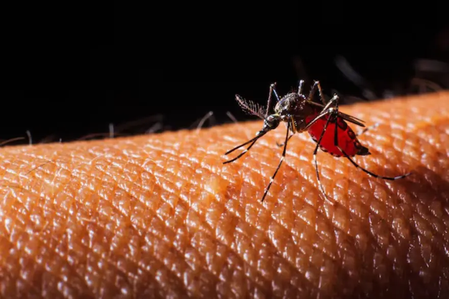 How Many Days Does Dengue Fever Last?