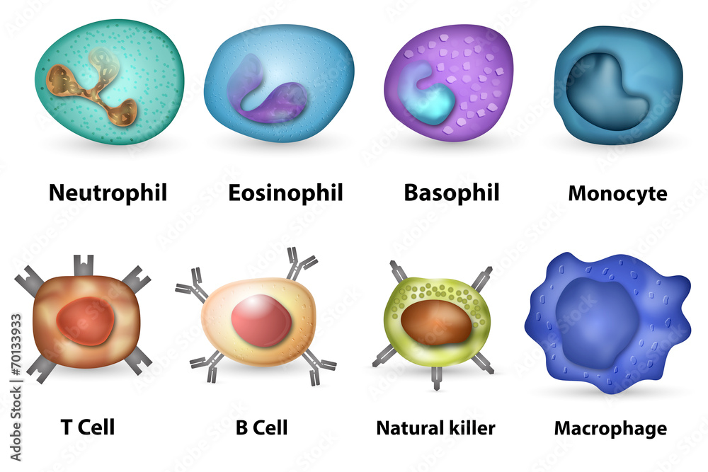 White Blood Cells (WBC): Types, Functions, Counts & Normal Range