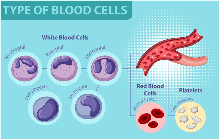 How to Increase Your WBC Count Naturally