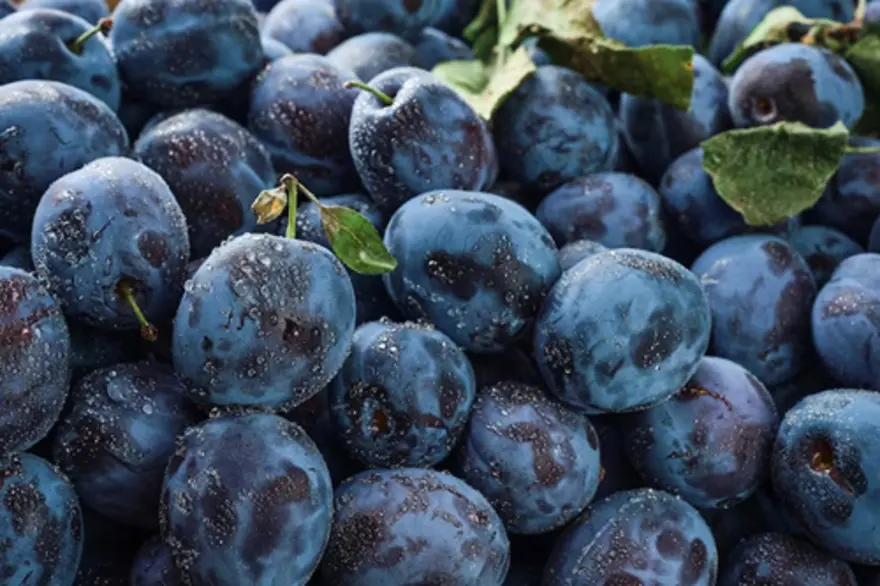 Plum Fruit Benefits: A Nutrient-Packed Superfood for Better Health