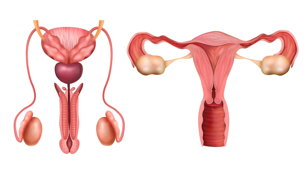 What is Luteinizing Hormone (LH): Function, Test and Levels