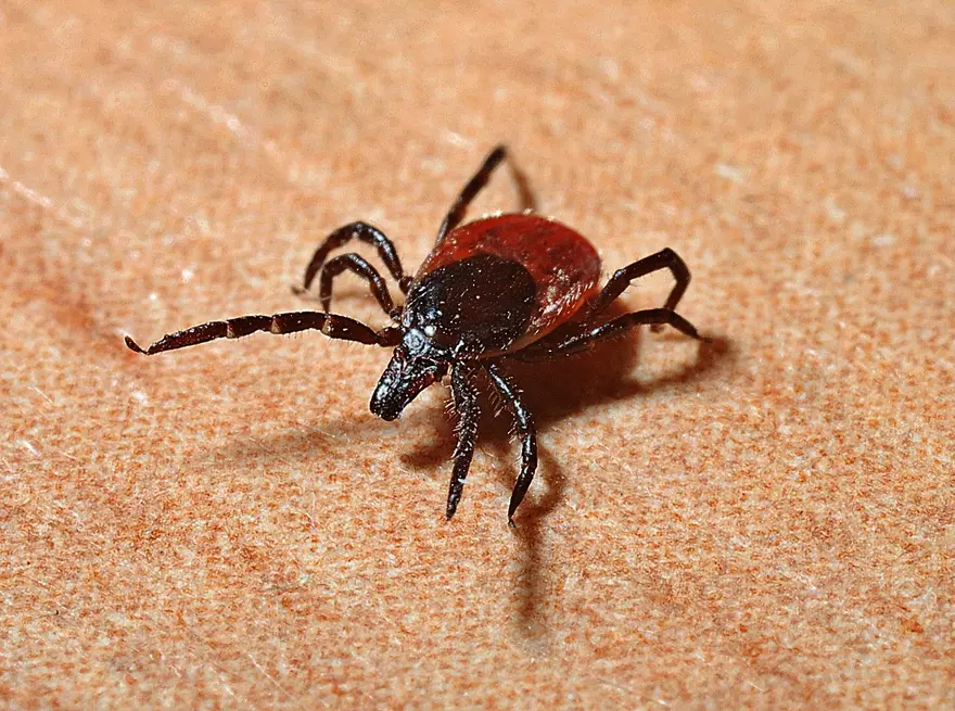 Everything You Need to Know About Lyme Disease