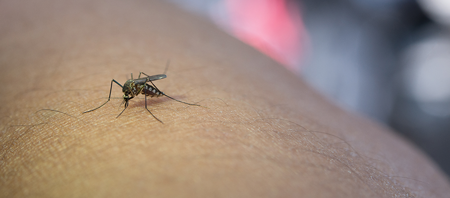 How is Chikungunya treated after detection?