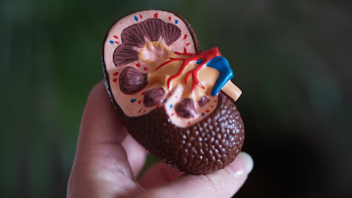 Autoimmune Nephropathies: Their Types and Anti-Diagnostic Tests