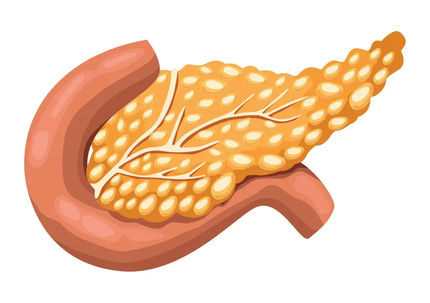 Understanding the Pancreas: Its Vital Role in Digestive Health and Disease Prevention