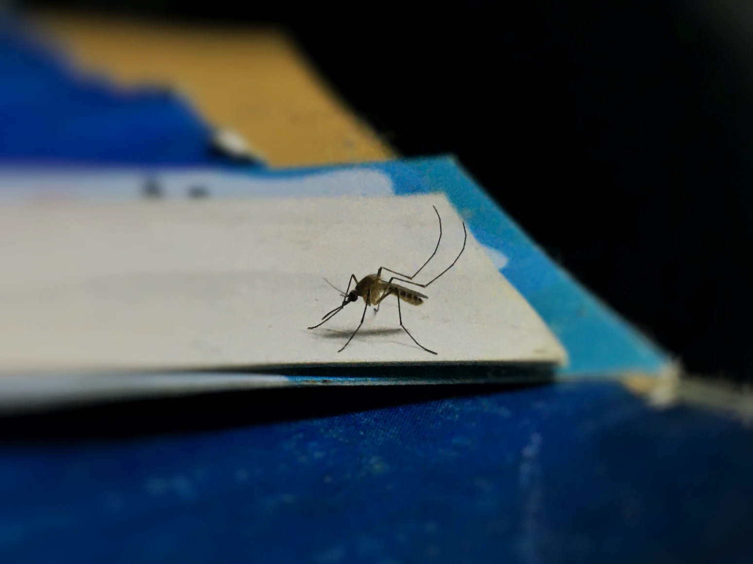 Malaria Needs Your Attention: Know About Its Symptoms, Causes and Treatment
