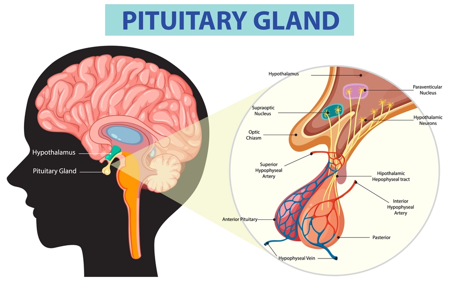 Pituitary Gland: The Master Gland & Its Role in Your Health