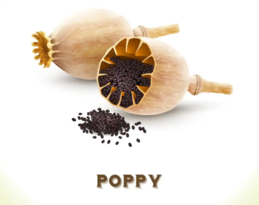 11 Amazing Poppy Seeds Benefits for Your Health & Wellness