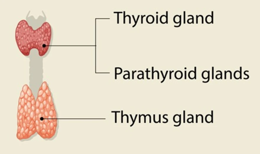 PTH Test: Diagnosing Parathyroid and Calcium Disorders