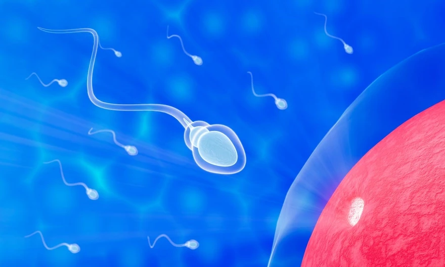 Understanding Semen Analysis: Procedure, Result Interpretation, and Implications