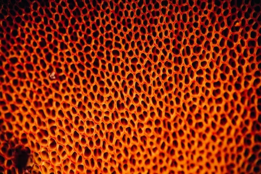 Trypophobia: Overview, Causes, Symptoms, Diagnosis And Treatment