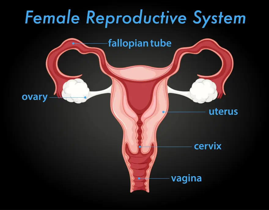 Uterus 101: Functions, Common Disorders & Essential Diagnostic Tests