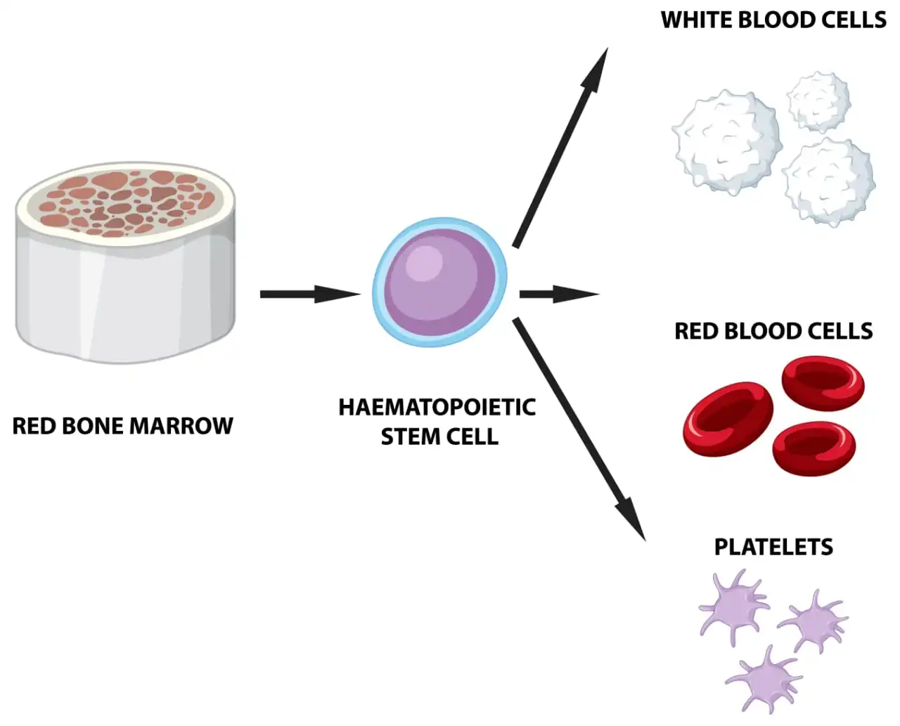 Platelet Count: Normal Range, Low and High Platelet Counts