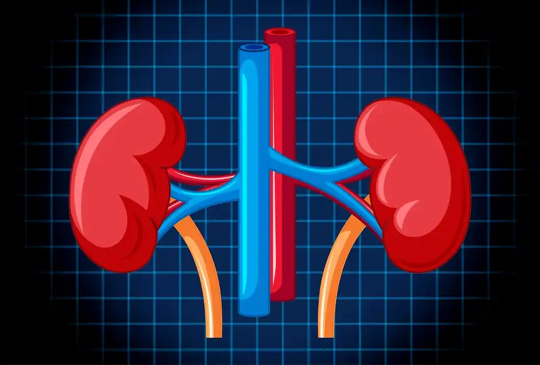 Understanding Creatinine Levels: Normal Ranges and Their Significance