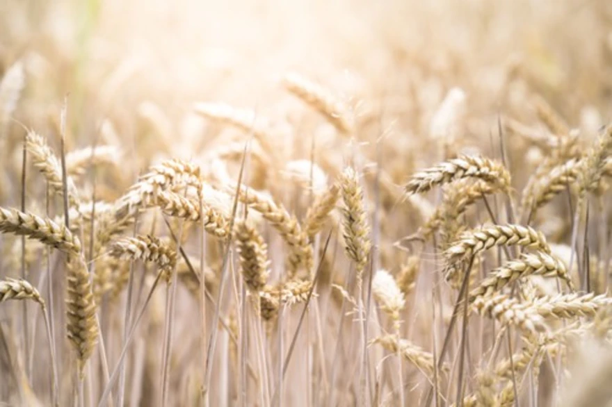 Health Benefits of Wheat: What You Need to Know