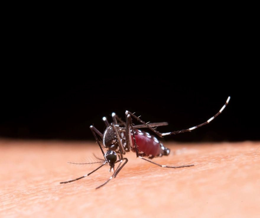 World Mosquito Day 2025: Monsoon Alert " Rising Cases & How to Stay Protected